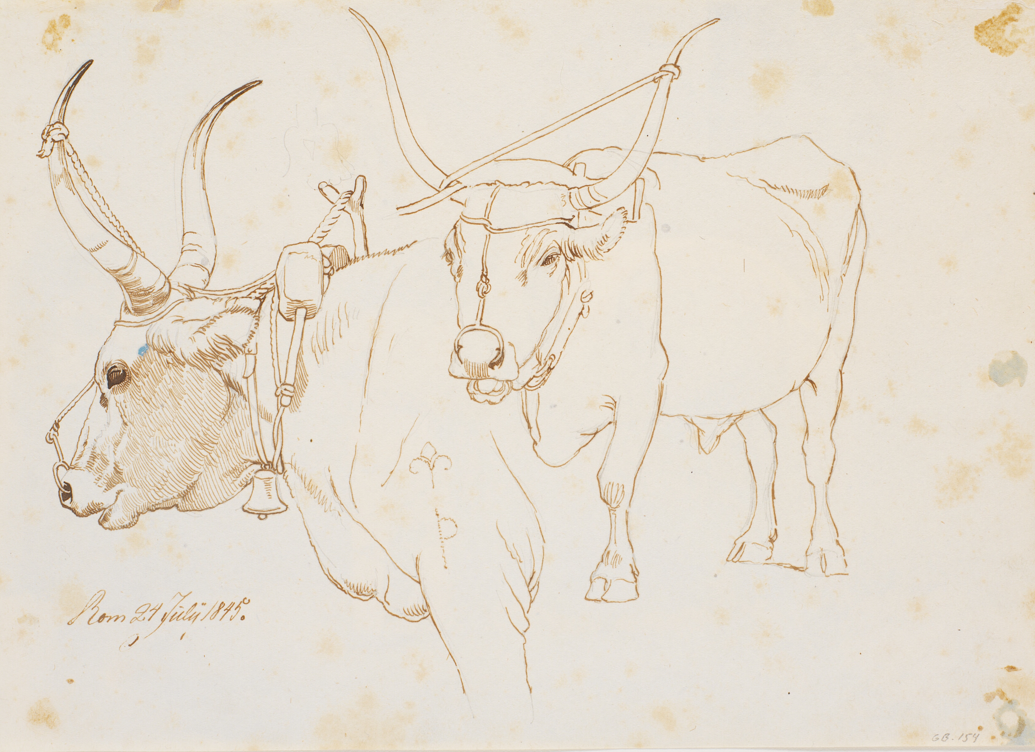 To studier af en romersk tyr